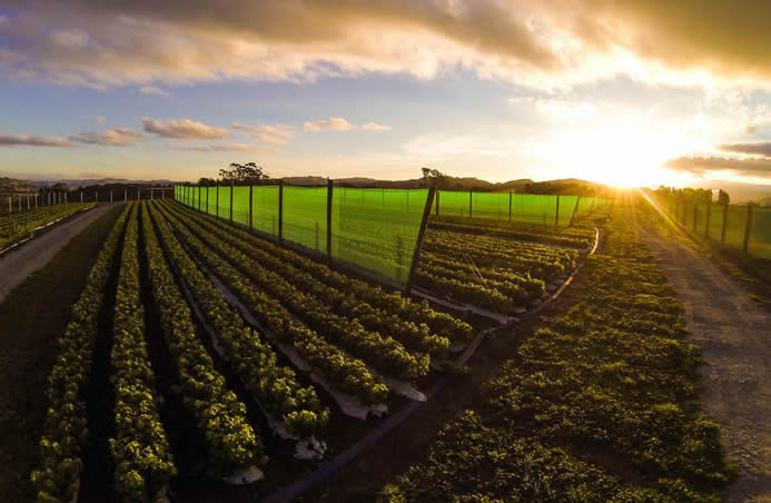 Riversun Whatatutu Nursery Block