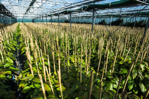 Patutahi Glasshouse