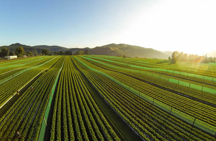 Riversun Whatatutu Field Nursery