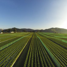 J1 nursery site at Whatatutu