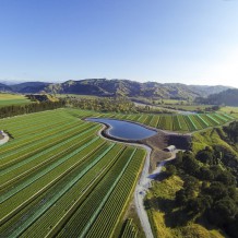 Marvins nursery site at Whatatutu