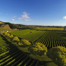 Waihuka source block, Manutuke, Gisborne