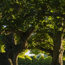 A view through the trees at Waihuka source block