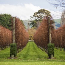 Waihuka source block dormant and ready for harvesting