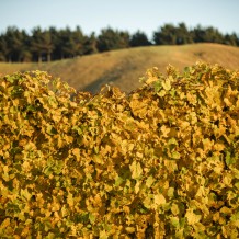 The autumnal change at the Waihuka source block