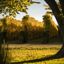 Autumn colours at Waihuka source block