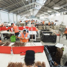 The processing shed in action