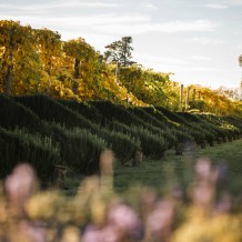 Lavender hedge at Waihuka source block