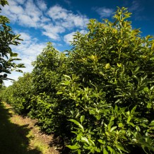 Riversun Avocado orchard at Matawhero