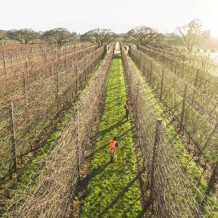 Harvesting Scionwood in the Waihuka Source Block