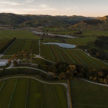 Whatatutu grapevine field nursery at dusk