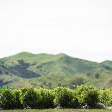 Vines in the nursery in March