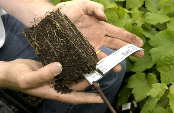 Potted Vine Roots 17143 2