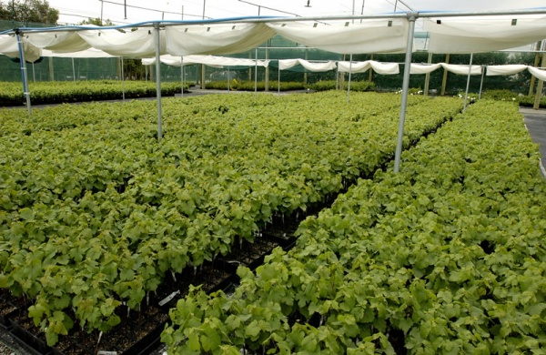Potted Vine en masse17143 2