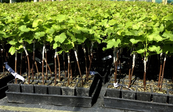Potted Vines Close up 17144 2