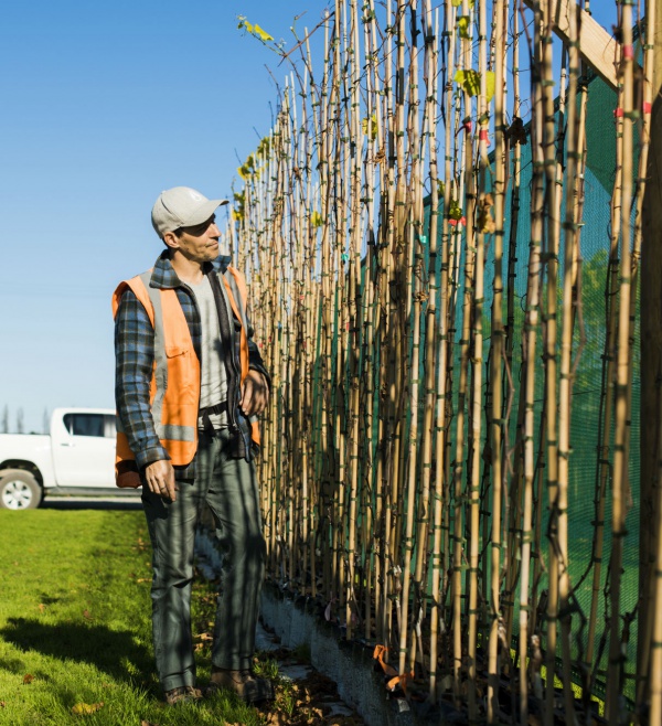 Riversun SuperVines at Field Nursery