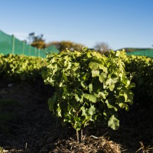 Baby vines in the Whatatutu field nursery