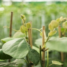 Bounty 71 Kiwifruit vines