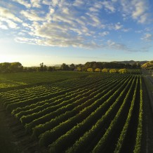 Aerial view of the front block at Waihuka source block