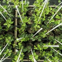 Baby kiwifruit vines