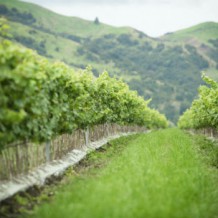 Tall Vines at the Whatatutu Field Nursery