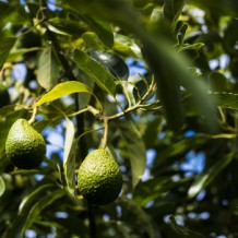 Avocados on the Riversun orchard at Matawhero