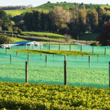 Colours of autumn - Whatatutu Field Nursery