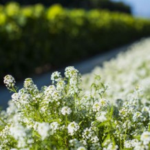 Allysum planted along the shelter belts at Whatatutu Field Nursery