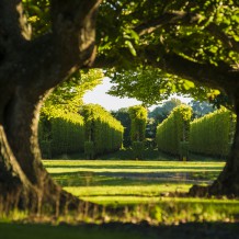 A view through the trees at Waihuka source block